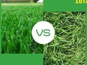 Augustine Grass Zoysia Which Right Lawn?