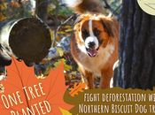 Earth Month: Northern Biscuit Tree Planted Have Treat Your