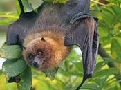 Bats Protected Endangered Species Act?