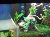 What Look When Buying Scorpion Tank