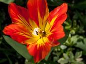 Flowers Yellow Purple Orange White