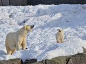 Polar Bear Ranua Wildlife Park