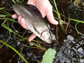 Grayling Fishing Ranua