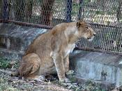Covid Animals Lions Hyderabad Test Positive