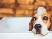 Relieve Your Dog’s Itchy Skin