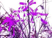 Branches, Twigs, Leaves