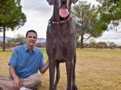 Seven-Foot Long Great Dane George World’s Biggest