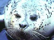 Veterinarians Give Gift Sight Blind Harbor Seal