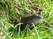 Golf Course Deals With Frog Plague Biblical Proportions