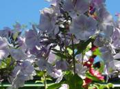 Fabulous Phlox