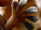 Secrets Sticky Feet Revealed