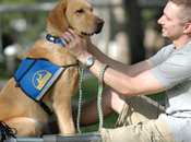 Veterans Rave About PTSD Service Dogs