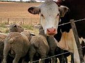 Ranchers Developing Breed Cattle Withstand Climate Change