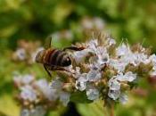 Plant Week: Origanum Vulgare