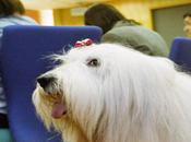 Bringing Fido Work: Productivity Booster?