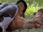 Dreams Back with Ferocity