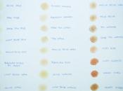 Natural Face Foundation's Swatches