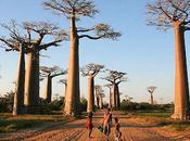 Avenue Baobabs