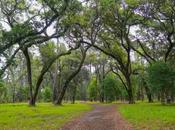 Pines Forest Preserve Worth Admission