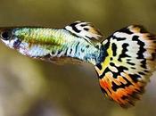 Genetically Modified Mosquitoes