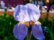 Some Irises Saturday Morning