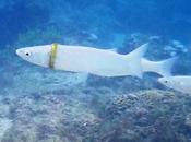 Wedding Ring Found Fish Australia Abhijnanashakuntalam Repeats