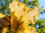 Time Some More Iris Photos, Them