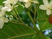 Indrajao {holarrhena Antidysenterica}