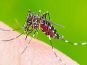 National Dengue Prevention