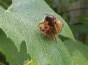 Vineyard Pests: Brood Periodical Cicadas Coming Near