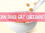 Dogs Cheerios? What Type Cheerios Give Your Dogs?