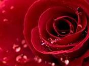 Wallpaper Nature Flower Rose Love Download iPad Free Beautiful Wallpapers Net.