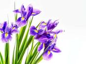 Iris Flowers Change Color?
