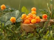 Cloudberries Finnish Lapland Everything That Need Know