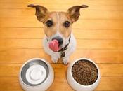 What Human Foods Potentially Poisonous Dogs?