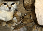 Rare Sand Cats Born Aviv (Video)