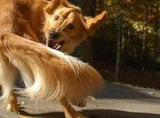 Dogs Chasing Their Tails Akin Humans With