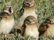 Burrowing Smallest Species