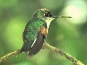 Featured Animal: Hummingbird
