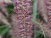 Plant Week: Pennisetum Orientale ‘Karley Rose’