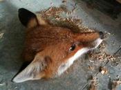 Curious Gets Head Stuck Floorboard
