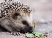 Featured Animal: Hedgehog