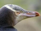 Featured Animal: Yellow-Eyed Penguin