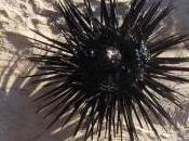 Featured Animal: Urchin