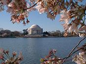 Cherry Blossoms Will Still Bloom