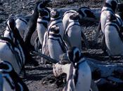 Patagonian Penguins