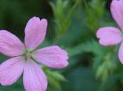Plant Week: Geranium Oxonianum ‘Wargrave Pink’