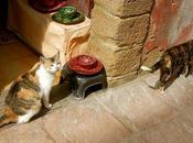 Cats/Part