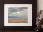 Cattle Open Range Colorado's High Plains