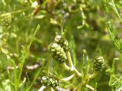 Plant Week: Alnus Glutinosa ‘Imperialis’